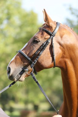 Extreme closeup of a domestic saddle horse on a rural animal farm. Portrait of an angloarabian chestnut colored stallion against green natural background clipart