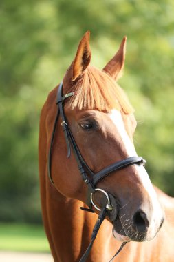 Extreme closeup of a domestic saddle horse on a rural animal farm. Portrait of an angloarabian chestnut colored stallion against green natural background clipart