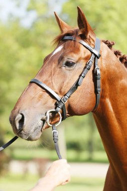 Extreme closeup of a domestic saddle horse on a rural animal farm. Portrait of an angloarabian chestnut colored stallion against green natural background clipart