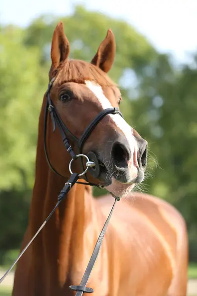 stock image Extreme closeup of a domestic saddle horse on a rural animal farm. Portrait of an angloarabian chestnut colored stallion against green natural background