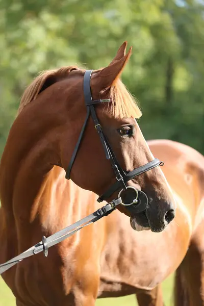 stock image Extreme closeup of a domestic saddle horse on a rural animal farm. Portrait of an angloarabian chestnut colored stallion against green natural background