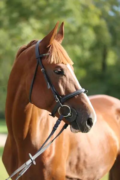 stock image Extreme closeup of a domestic saddle horse on a rural animal farm. Portrait of an angloarabian chestnut colored stallion against green natural background