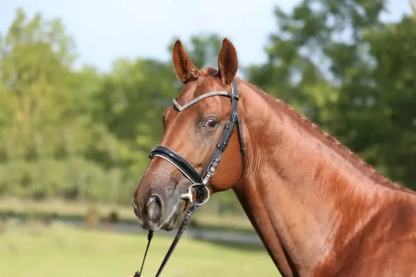 stock image Extreme closeup of a domestic saddle horse on a rural animal farm. Portrait of an angloarabian chestnut colored stallion against green natural background