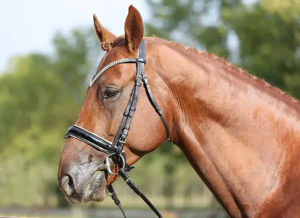 stock image Extreme closeup of a domestic saddle horse on a rural animal farm. Portrait of an angloarabian chestnut colored stallion against green natural background