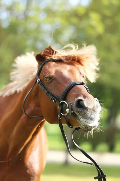 stock image Extreme closeup of a domestic saddle horse on a rural animal farm. Portrait of an angloarabian chestnut colored stallion against green natural background