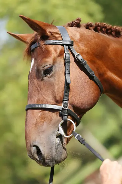 stock image Extreme closeup of a domestic saddle horse on a rural animal farm. Portrait of an angloarabian chestnut colored stallion against green natural background