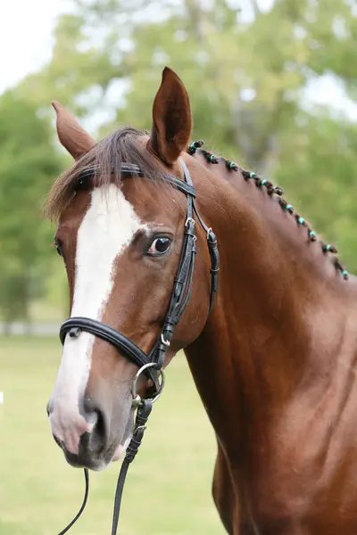 stock image Extreme closeup of a domestic saddle horse on a rural animal farm. Portrait of an angloarabian chestnut colored stallion against green natural background