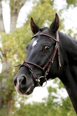 Extreme closeup of a domestic saddle horse on a rural animal farm. Portrait of an anglo arabian black colored stallion against green natural background clipart