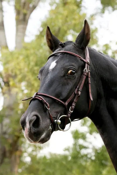 stock image Extreme closeup of a domestic saddle horse on a rural animal farm. Portrait of an anglo arabian black colored stallion against green natural background