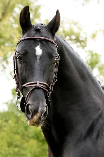 stock image Extreme closeup of a domestic saddle horse on a rural animal farm. Portrait of an anglo arabian black colored stallion against green natural background