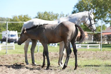 Beautiful young foal and mare showing skills at rural animal farm on horse survey show midsummer clipart