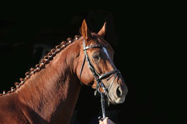 Hayvan anketinde safkan bir aygırın yakın plan portresi yazları otdoor gösteriliyor. Çiftlik çiftliğinde binicilik hayatı.
