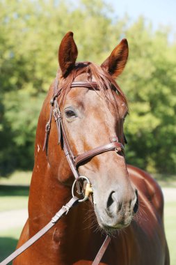 Hayvan anketinde safkan bir aygırın yakın plan portresi yazları otdoor gösteriliyor. Çiftlik çiftliğinde binicilik hayatı.