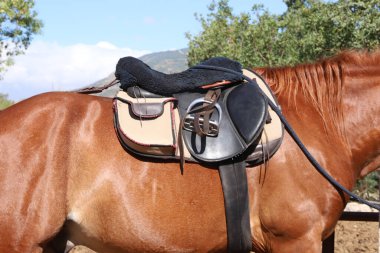 Kırsal bir geziden önce at sırtında güzel bir deri eyer ve at battaniyesi. Binicilik hayatı