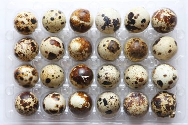 Bıldırcın yumurtası. Plastik tepside küçük bıldırcın yumurtalarının olduğu düz bir kompozisyon. Bıldırcın yumurtası çiftliğinde hala hayat var. Satılık yumurtalar