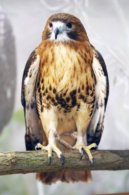 The most common hawk. Portrait of a red-tailed hawk clipart