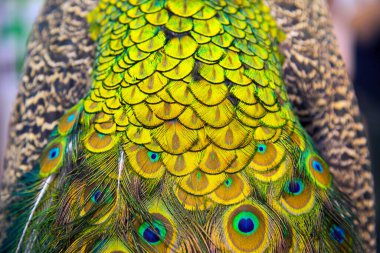 Extreme close up of blue adult peacock tails for mating in spring. Beautiful animal background clipart