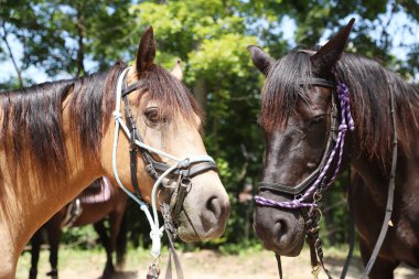Güzel bir at kafası, yüzü ve boynunu yaz mevsimine karşı kırsal at patikasına yakın tut. Binicilik hayatı.