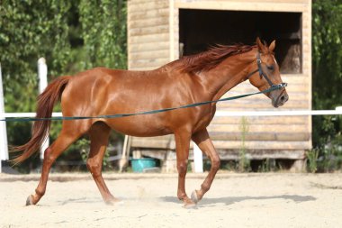 Genç bir kestane rengi atın portresi. Mağara koşumları takılı. Çayırda yaz aylarında açık havada antrenman yapıyor.