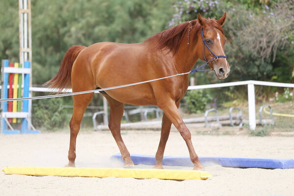Portrait of a young chestnut colored horse in cavesson harness in paddock under training outdoors summertime