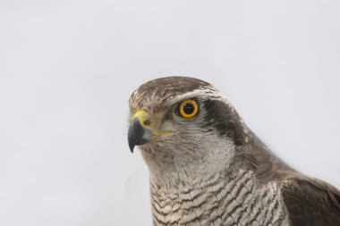 Beyaz arkaplanda bir şahin şahin şahinin yakın plan portresi.