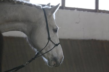 Binicilik salonundaki kırsal binicilik merkezinde bitsiz eğitim gören genç bir binicilik atı. 