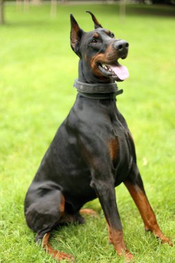 Açık ağızlı ve açık kulaklı güzel siyah Dobermann 'ın portresi.