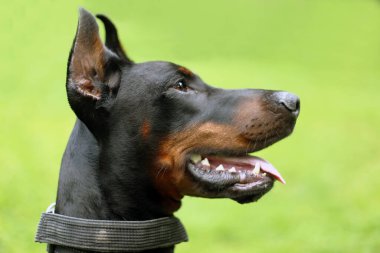 Açık ağızlı ve açık kulaklı güzel siyah Dobermann 'ın portresi.