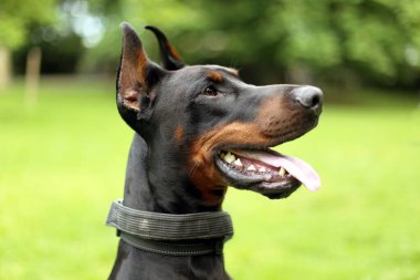 Açık ağızlı ve açık kulaklı güzel siyah Dobermann 'ın portresi.