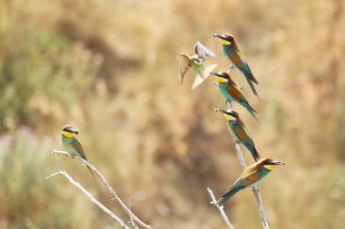 Avrupalı arı yiyici doğal ortamda uçan böcekler avlıyor. Kuşlar ağaçta dinleniyor. İnanılmaz yaratıklar.
