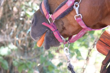 Atlı kızın eli, hayvan çiftliğindeki genç atlara taze havuç yediriyor. Midilli, havuç yiyor. Ağızlığın yakın plan görüntüsü. Seçici odak alan derinliği.