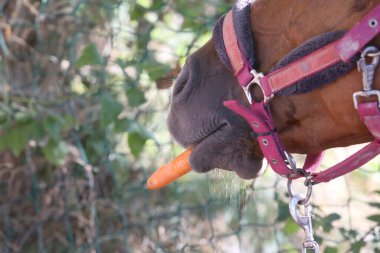 Atlı kızın eli, hayvan çiftliğindeki genç atlara taze havuç yediriyor. Midilli, havuç yiyor. Ağızlığın yakın plan görüntüsü. Seçici odak alan derinliği.