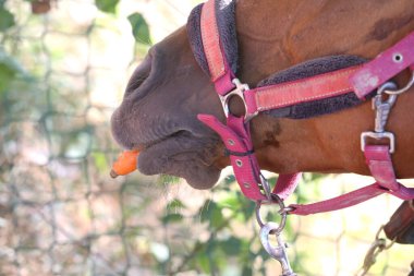 Atlı kızın eli, hayvan çiftliğindeki genç atlara taze havuç yediriyor. Midilli, havuç yiyor. Ağızlığın yakın plan görüntüsü. Seçici odak alan derinliği.