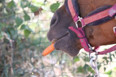 Atlı kızın eli, hayvan çiftliğindeki genç atlara taze havuç yediriyor. Midilli, havuç yiyor. Ağızlığın yakın plan görüntüsü. Seçici odak alan derinliği.