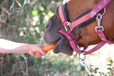 Atlı kızın eli, hayvan çiftliğindeki genç atlara taze havuç yediriyor. Midilli, havuç yiyor. Ağızlığın yakın plan görüntüsü. Seçici odak alan derinliği.