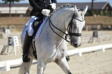 Yaz yarışmasında eyer altında bir binicilik atının yakın çekimi. Bir yarış atının üzerinde güzel kaliteli deri eyer.