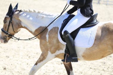 Yaz yarışmasında eyer altında bir binicilik atının yakın çekimi. Bir yarış atının üzerinde güzel kaliteli deri eyer.