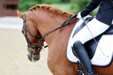 Yaz yarışmasında eyer altında bir binicilik atının yakın çekimi. Bir yarış atının üzerinde güzel kaliteli deri eyer.
