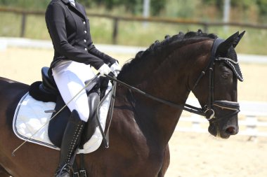 Yaz yarışmasında eyer altında bir binicilik atının yakın çekimi. Bir yarış atının üzerinde güzel kaliteli deri eyer.