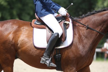 Yaz yarışmasında eyer altında bir binicilik atının yakın çekimi. Bir yarış atının üzerinde güzel kaliteli deri eyer.