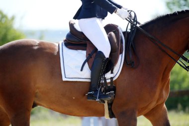 Yaz yarışmasında eyer altında bir binicilik atının yakın çekimi. Bir yarış atının üzerinde güzel kaliteli deri eyer.