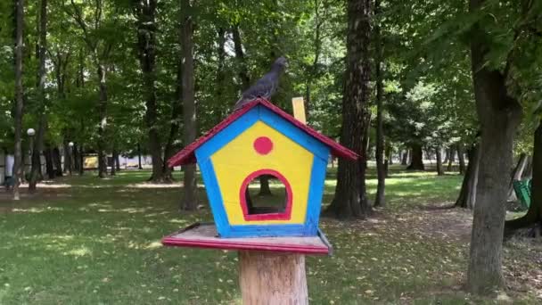 Der Start Einer Taube Vogelhaus Garten — Stockvideo