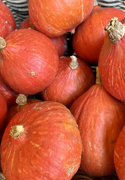 Bir sürü farklı renkte balkabağı