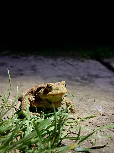 Yerde büyük bir kurbağa.