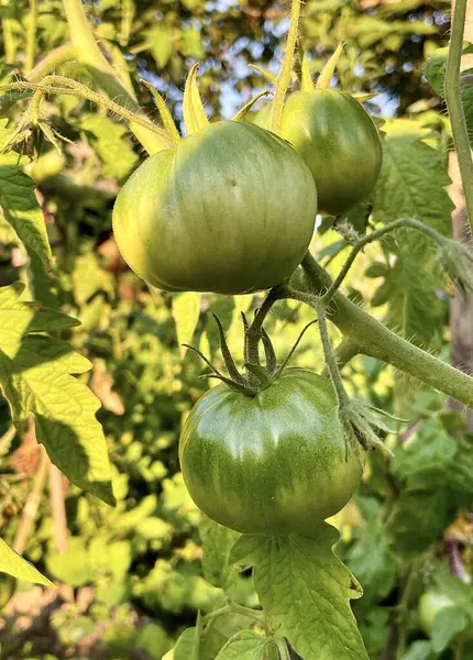 Bahçedeki yeşil domatesler