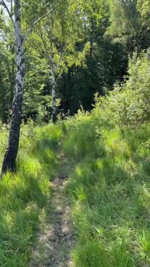 Güneşli yaz mevsiminde ağaçlar ve yeşil otlar arasında bir orman yolunda yürüyorum.