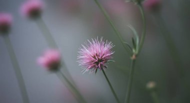 Çiçek atış kapatın