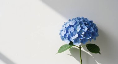 Bahçedeki güzel çiçekler