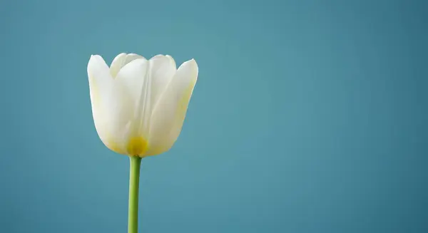 Mavi arka planda güzel beyaz çiçek