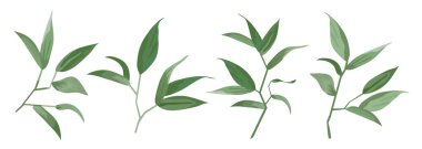 Vektör tasarımcı ögeleri yeşil yapraklı kolleksiyonu ayarladı. Suluboya stilinde tasarım yaprağı için dekoratif güzellik çizimi.